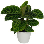 Calathea 'Zebrina' + Cachep Branco